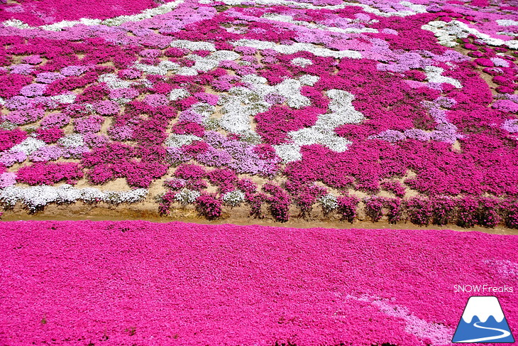 倶知安旭ヶ丘スキー場と三島さん家の芝桜の丘。